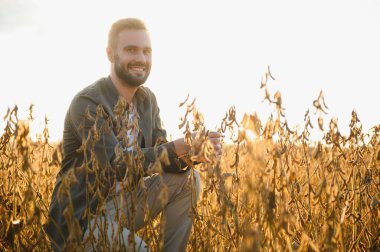 Agronomist tarlada yetişen soya fasulyesi ekinlerini inceliyor. Tarım üretim konsepti. Genç tarımcı yazın tarlada soya fasulyesi mahsulünü inceliyor. Soya tarlasında çiftçi