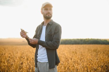 Soya tarlasında gün batımında duran çiftçi.