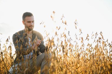 Agronomist tarlada yetişen soya fasulyesi ekinlerini inceliyor. Tarım üretim konsepti. Genç tarımcı yazın tarlada soya fasulyesi mahsulünü inceliyor. Soya tarlasında çiftçi