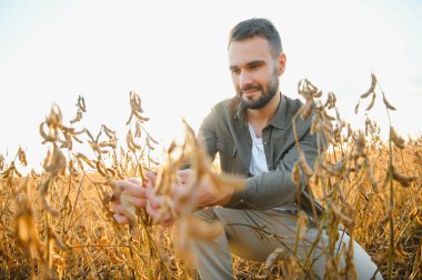 Soya tarlasında tarım yapan çiftçi. Tarım endüstrisi