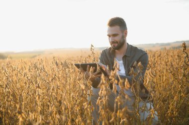 Soya tarlasında gün batımında duran çiftçi.