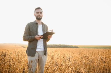 Agronomist tarlada yetişen soya fasulyesi ekinlerini inceliyor. Tarım üretim konsepti. Genç tarımcı yazın tarlada soya fasulyesi mahsulünü inceliyor. Soya tarlasında çiftçi