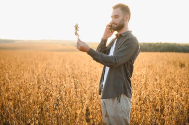 Agronomist tarlada yetişen soya fasulyesi ekinlerini inceliyor. Tarım üretim konsepti. Genç tarımcı yazın tarlada soya fasulyesi mahsulünü inceliyor. Soya tarlasında çiftçi