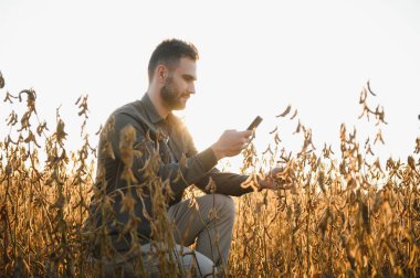 Gün batımında soya tarlasında genç ve yakışıklı bir çiftçi. Bir tarım uzmanı soya fasulyesi mahsulünü inceliyor.