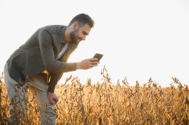 Agronomist tarlada yetişen soya fasulyesi ekinlerini inceliyor. Tarım üretim konsepti. Genç tarımcı yazın tarlada soya fasulyesi mahsulünü inceliyor. Soya tarlasında çiftçi