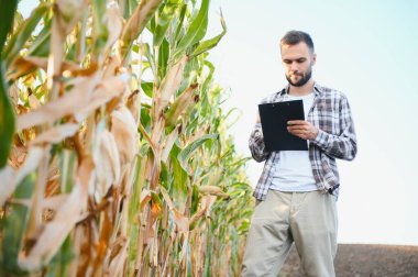 Mısır tarlasında genç ve yakışıklı tarım uzmanı hasat etmeden önce ekinleri inceliyor. Tarım sektörü konsepti. Mısır tarlasında duran tarım mühendisi.