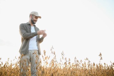 Soya tarlasında gün batımında duran çiftçi.