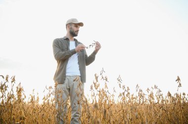 Agronomist tarım tarlasında soya fasulyesi hasadını teftiş ediyor - tarım kavramı - çiftlik soya fasulyesi tarlasında çiftçi