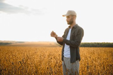 Agronomist tarım tarlasında soya fasulyesi hasadını teftiş ediyor - tarım kavramı - çiftlik soya fasulyesi tarlasında çiftçi