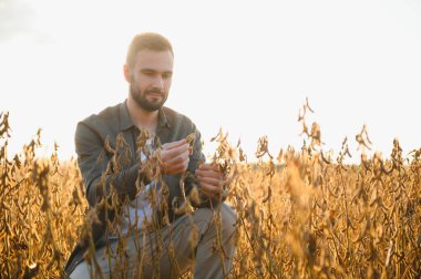 Soya tarlasında gün batımında duran çiftçi.