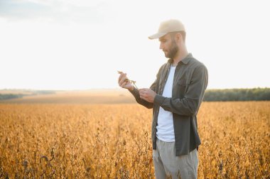 Gün batımında soya tarlasında duran çiftçinin portresi.