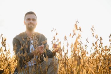 Agronomist tarlada yetişen soya fasulyesi ekinlerini inceliyor. Tarım üretim konsepti. Genç tarımcı yazın tarlada soya fasulyesi mahsulünü inceliyor. Soya tarlasında çiftçi