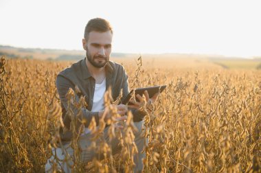 Agronomist tarlada yetişen soya fasulyesi ekinlerini inceliyor. Tarım üretim konsepti. Genç tarımcı yazın tarlada soya fasulyesi mahsulünü inceliyor. Soya tarlasında çiftçi