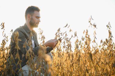 Gün batımında soya tarlasında genç ve yakışıklı bir çiftçi. Bir tarım uzmanı soya fasulyesi mahsulünü inceliyor.