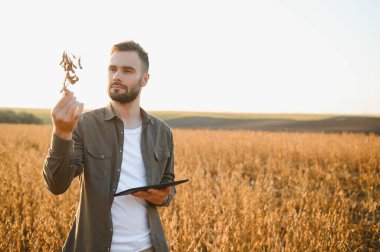 Agronomist tarım tarlasında soya fasulyesi hasadını teftiş ediyor - tarım kavramı - çiftlik soya fasulyesi tarlasında çiftçi