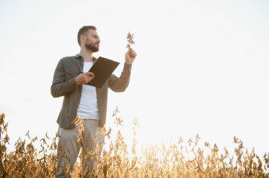 Agronomist tarlada yetişen soya fasulyesi ekinlerini inceliyor. Tarım üretim konsepti. Genç tarımcı yazın tarlada soya fasulyesi mahsulünü inceliyor. Soya tarlasında çiftçi