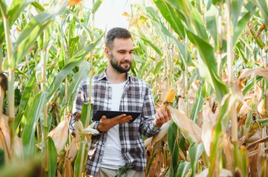 Çiftçi, mısır tarlasında iş adamı, tablet bilgisayar kullanıyor. Dijital tabletli erkek çiftçi mısır tarlasında çalışıyor