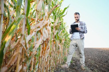 Mısır yıl teftiş çiftçi veya mısır hasat