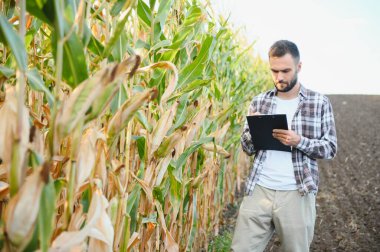 Bir adam mısır tarlasını teftiş ediyor ve zararlıları arıyor. Başarılı çiftçi ve tarım sektörü