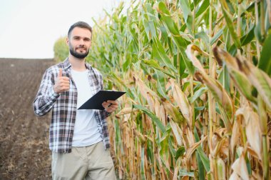 Bir adam mısır tarlasını teftiş ediyor ve zararlıları arıyor. Başarılı çiftçi ve tarım sektörü