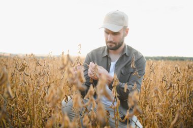 Soya tarlasında gün batımında duran çiftçi.