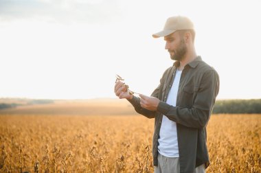 Agronomist tarlada yetişen soya fasulyesi ekinlerini inceliyor. Tarım üretim konsepti. Genç tarımcı yazın tarlada soya fasulyesi mahsulünü inceliyor. Soya tarlasında çiftçi