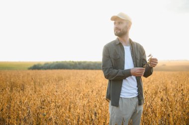 Gün batımında soya tarlasında duran çiftçinin portresi.