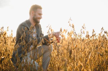 Soya tarlasında gün batımında duran çiftçi.