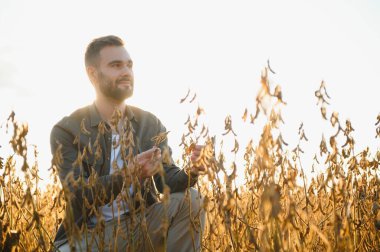 Soya tarlasında tarım yapan çiftçi. Tarım endüstrisi