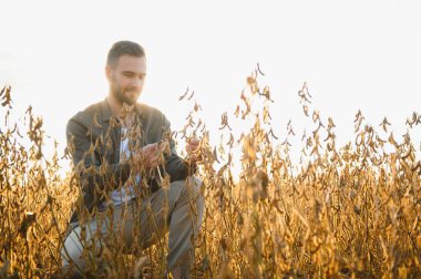 Soya tarlasında gün batımında duran çiftçi.