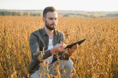 Soya tarlasında gün batımında duran çiftçi.