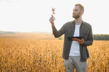 Agronomist tarım tarlasında soya fasulyesi hasadını teftiş ediyor - tarım kavramı - çiftlik soya fasulyesi tarlasında çiftçi