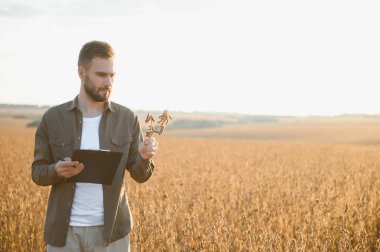 Gün batımında soya tarlasında duran çiftçinin portresi.