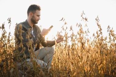Agronomist tarlada yetişen soya fasulyesi ekinlerini inceliyor. Tarım üretim konsepti. Genç tarımcı yazın tarlada soya fasulyesi mahsulünü inceliyor. Soya tarlasında çiftçi