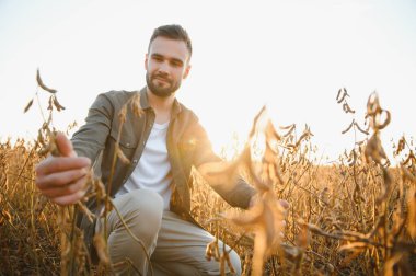 Gün batımında soya tarlasında genç ve yakışıklı bir çiftçi. Bir tarım uzmanı soya fasulyesi mahsulünü inceliyor.
