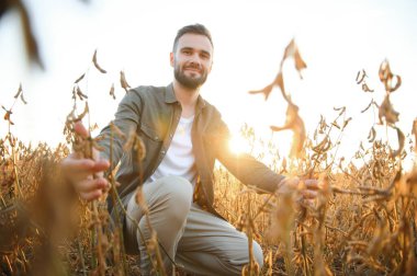 Agronomist tarlada yetişen soya fasulyesi ekinlerini inceliyor. Tarım üretim konsepti. Genç tarımcı yazın tarlada soya fasulyesi mahsulünü inceliyor. Soya tarlasında çiftçi