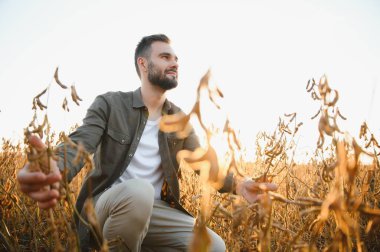 Soya tarlasında çiftçi ya da tarım uzmanı gün batımında mahsulü inceliyor..