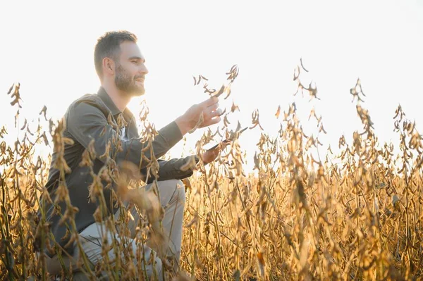 Soya tarlasında tarım yapan çiftçi. Tarım endüstrisi