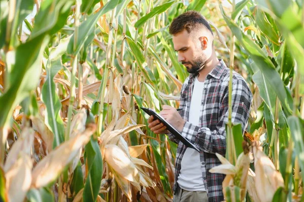 Successful Agriculturist Field Corn — Stock Photo, Image