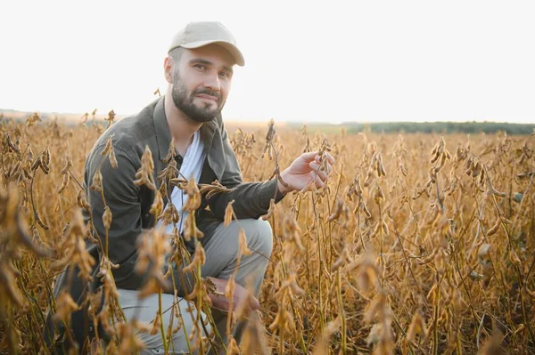 Agronomist tarlada yetişen soya fasulyesi ekinlerini inceliyor. Tarım üretim konsepti. Genç tarımcı yazın tarlada soya fasulyesi mahsulünü inceliyor. Soya tarlasında çiftçi