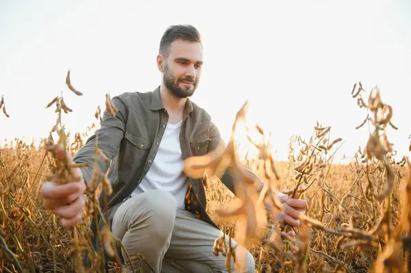 Soya tarlasında tarım yapan çiftçi. Tarım endüstrisi