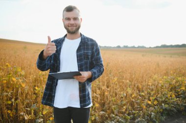 Genç ve yakışıklı bir çiftçi ya da tarım uzmanı hasat etmeden önce tarlada olgunlaşan soya fasulyelerini inceliyor..