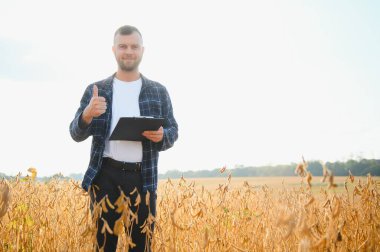 Soya tarlasında tarımcı çiftçi ekinleri kontrol ediyor. Organik gıda üretimi ve yetiştirilmesi.