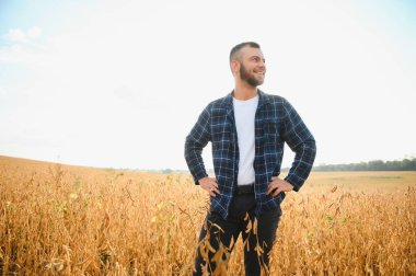 Agronomist tarım tarlasında soya fasulyesi hasadını teftiş ediyor - tarım kavramı - çiftlik soya fasulyesi tarlasında çiftçi.