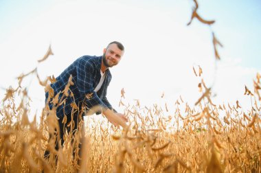 Agronomist tarlada yetişen soya fasulyesi ekinlerini inceliyor. Tarım üretim konsepti. Genç tarımcı tarlada soya fasulyesi mahsulünü inceliyor. Soya tarlasında çiftçi