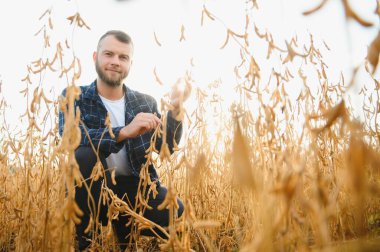 Agronomist tarlada yetişen soya fasulyesi ekinlerini inceliyor. Tarım üretim konsepti. Genç tarımcı tarlada soya fasulyesi mahsulünü inceliyor. Soya tarlasında çiftçi