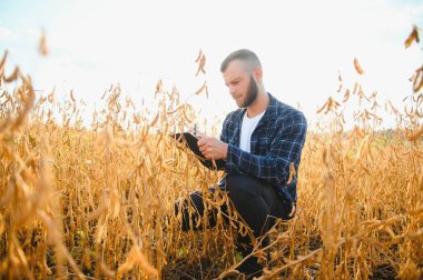 Agronomist tarlada yetişen soya fasulyesi ekinlerini inceliyor. Tarım üretim konsepti. Genç tarımcı tarlada soya fasulyesi mahsulünü inceliyor. Soya tarlasında çiftçi