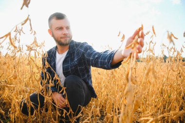 Soya tarlasında tarımcı çiftçi ekinleri kontrol ediyor. Organik gıda üretimi ve yetiştirilmesi.
