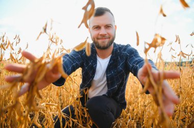 Agronomist tarlada yetişen soya fasulyesi ekinlerini inceliyor. Tarım üretim konsepti. Genç tarımcı tarlada soya fasulyesi mahsulünü inceliyor. Soya tarlasında çiftçi