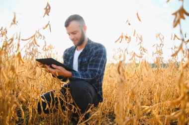 Soya tarlasında tarımcı çiftçi ekinleri kontrol ediyor. Organik gıda üretimi ve yetiştirilmesi.